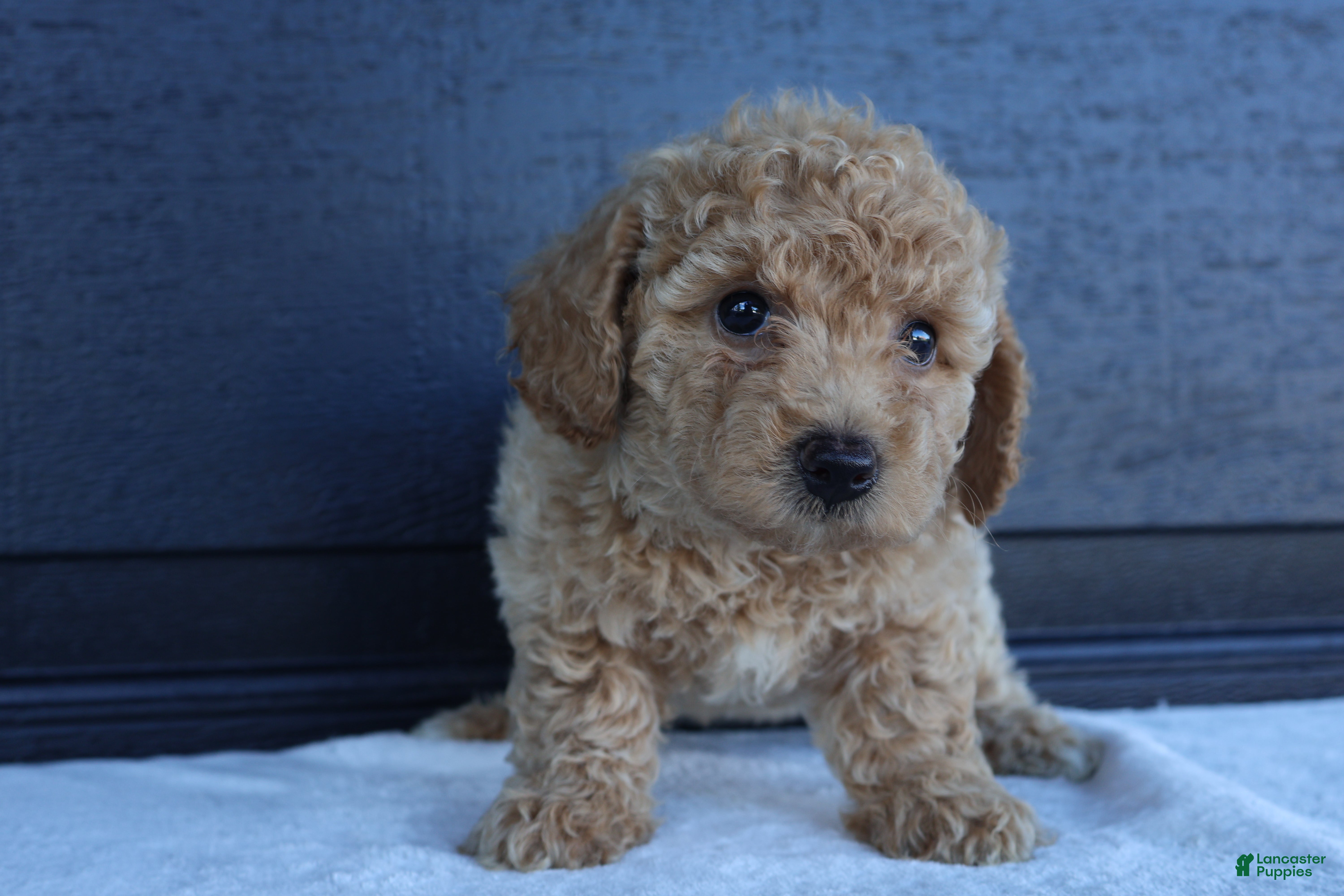 Bichpoo dogs Sally - Ad 1