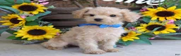 Toy Poodle dogs for sale: Preston - Ad 10