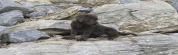 Labrador Retriever dogs for sale: Samantha Labrador Retriever  - Ad 16