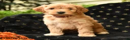Mini Goldendoodle dogs for sale: Dopey - Ad 3