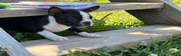 Boston Terrier dogs for sale: Clifford - Ad 6