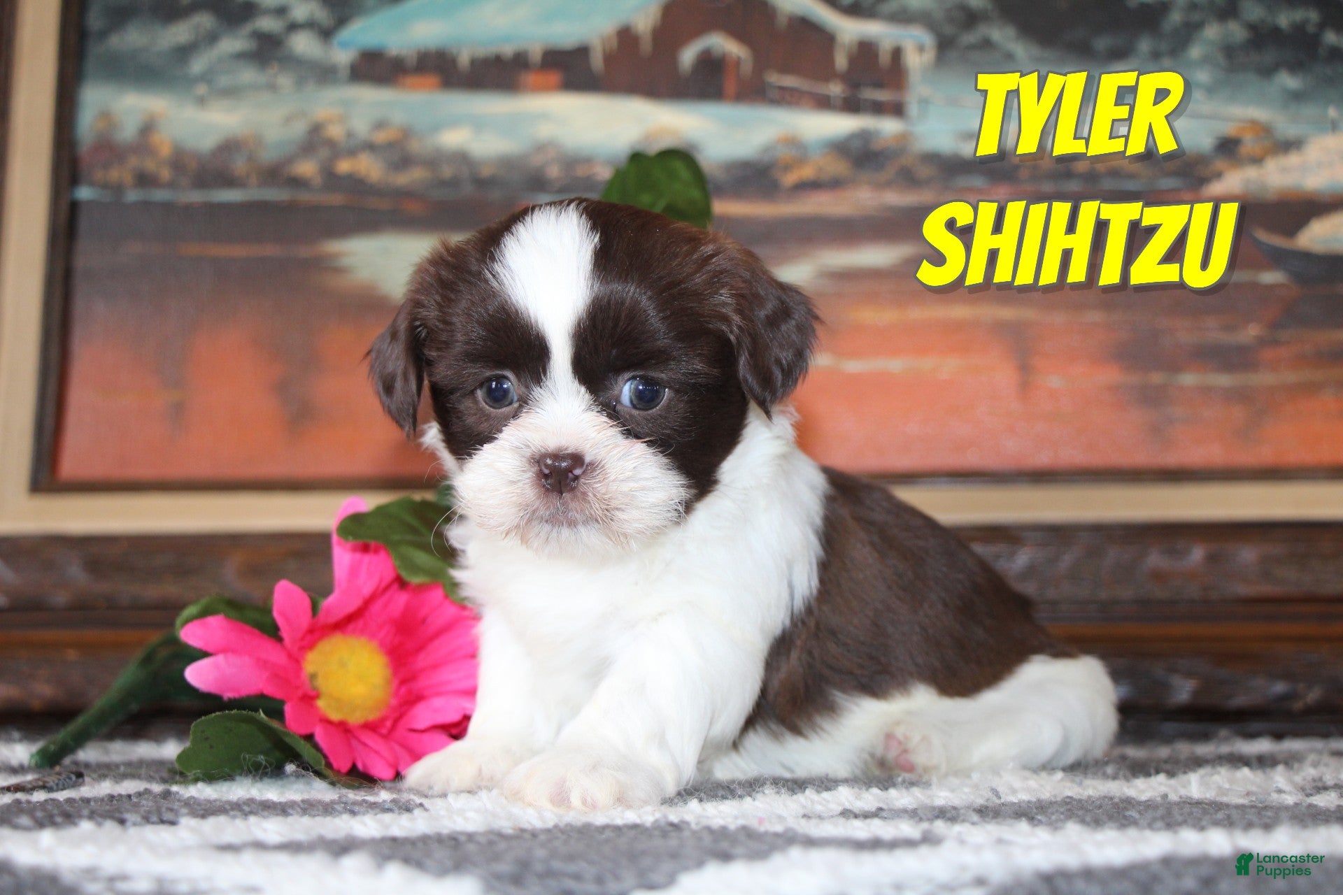 Shih Tzu dogs Tyler - Ad 13