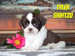 Shih Tzu dogs Tyler - Ad 4