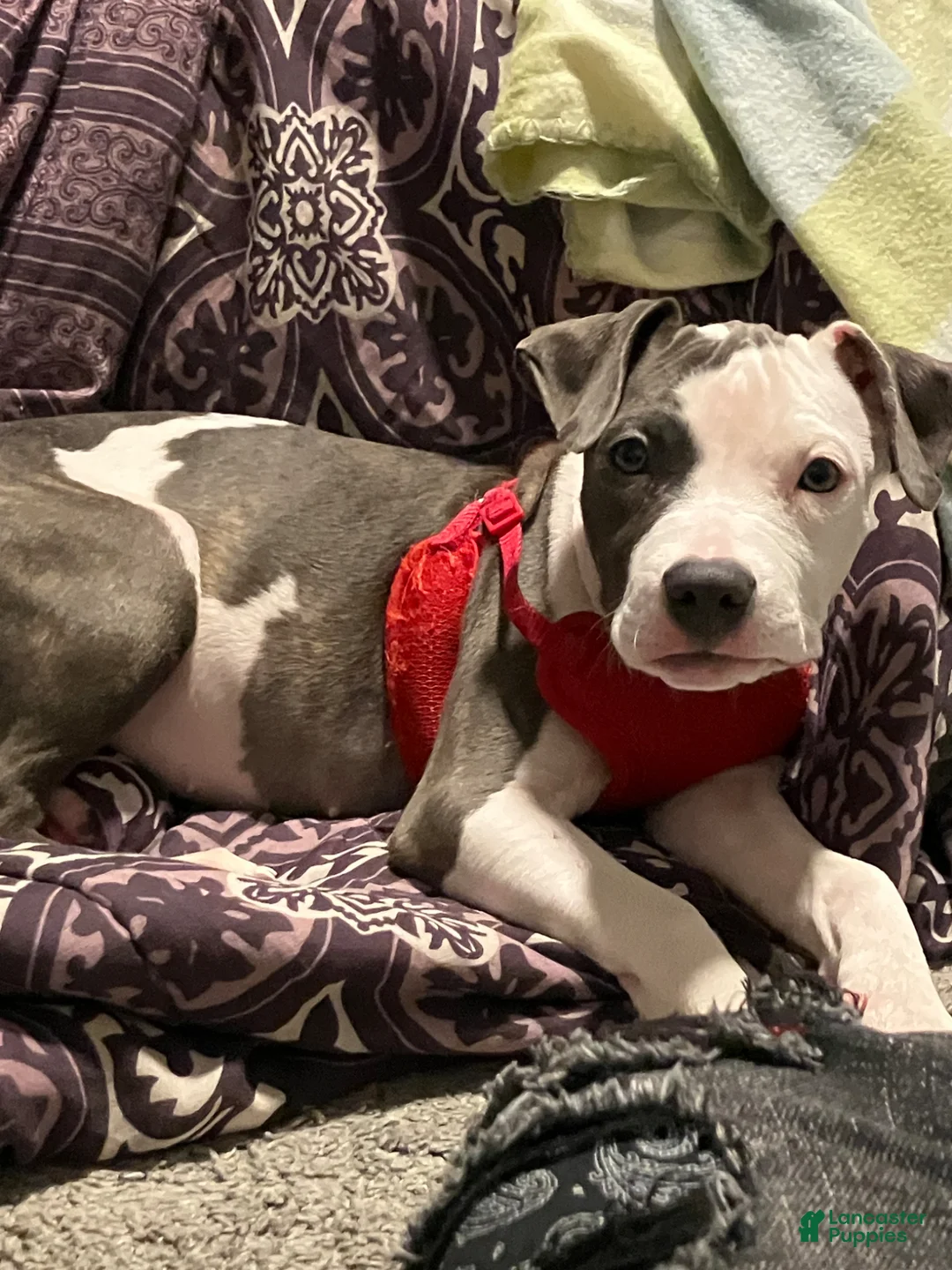 Mixed Breed dogs for sale: Mixed Breed Puppy 1 - Ad 2