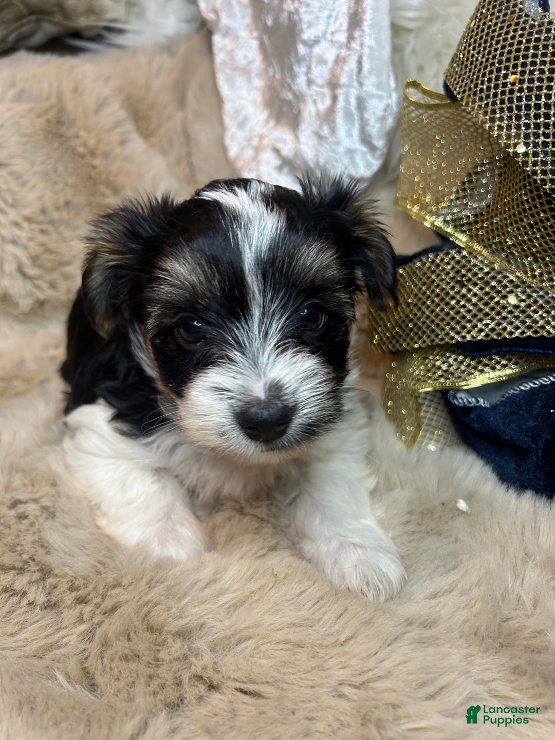 Mixed Breed dogs for sale: Dylan  - Ad 4