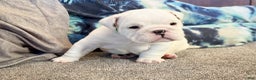 English Bulldog dogs for sale: Jasper - Ad 1