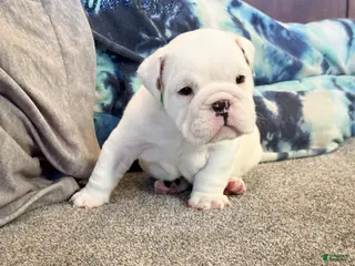 English Bulldog dogs Jasper - Ad 23