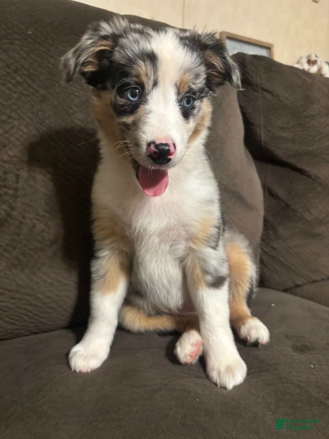 Miniature Australian Shepherd dogs for sale: Remy  - Ad 11
