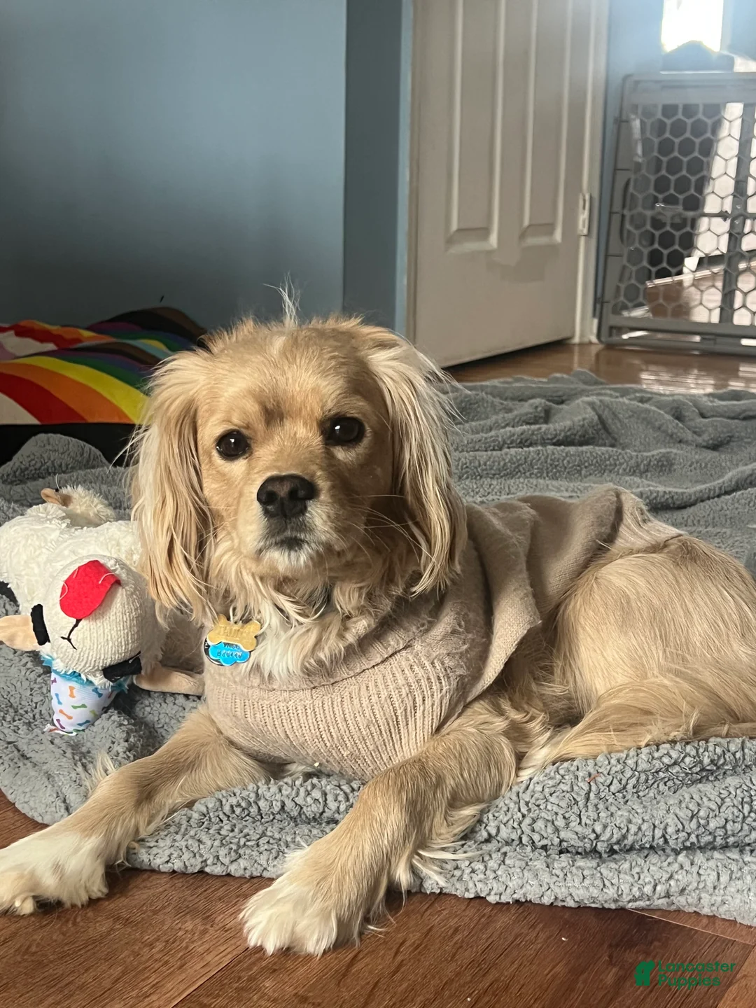 Gallery Image {{count}}