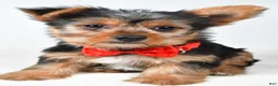 Yorkshire Terrier dogs for sale: Rizzo - Ad 7