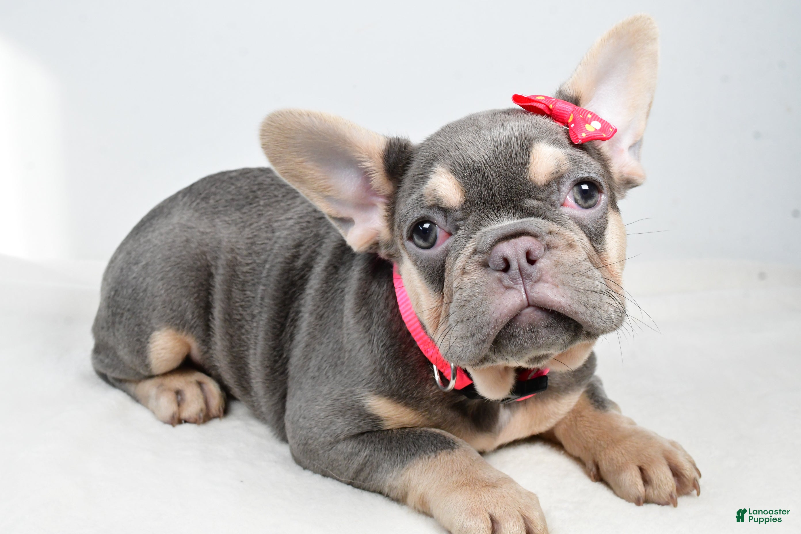 French Bulldog dogs Clover  - Ad 11