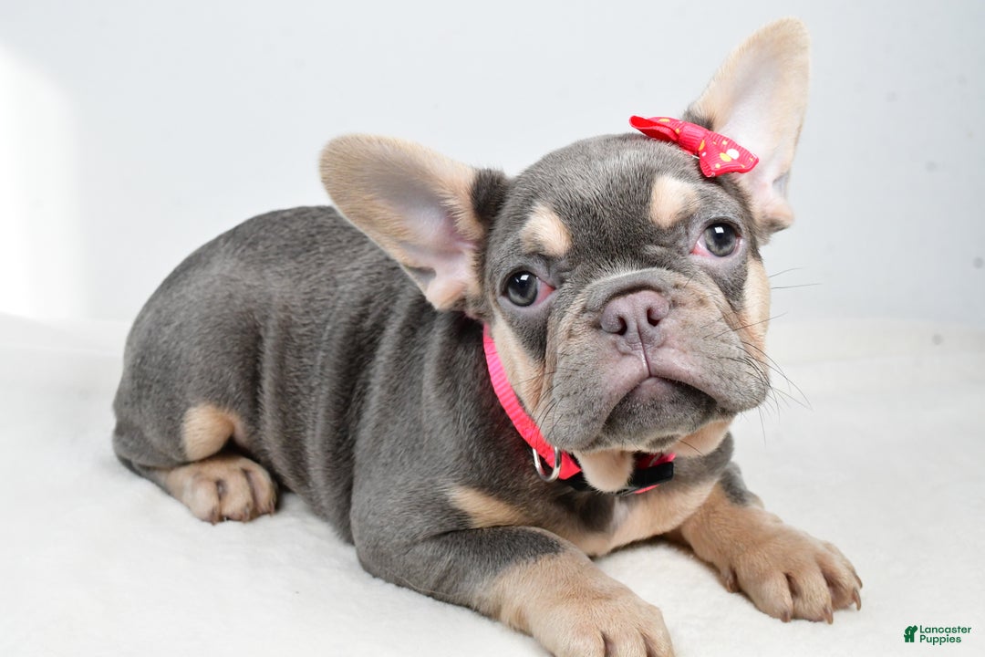 French Bulldog dogs for sale: Clover  - Ad 1