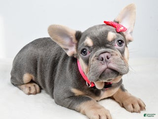French Bulldog dogs Clover - Ad 8