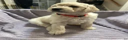 Goldendoodle dogs for sale: Poppy Red Female Goldendoodle  - Ad 4