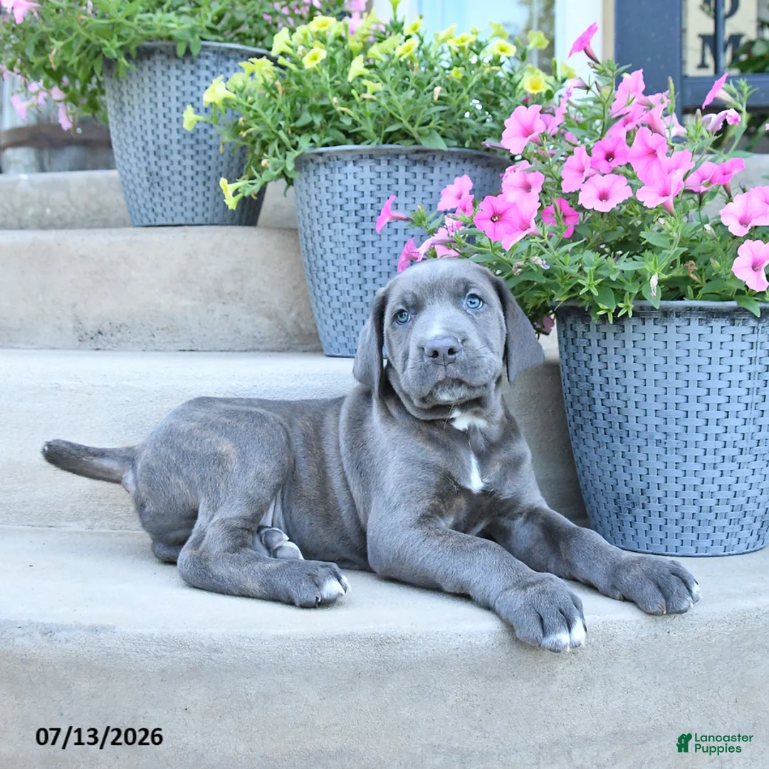 Cane Corso dogs for sale: Rocky - Ad 3