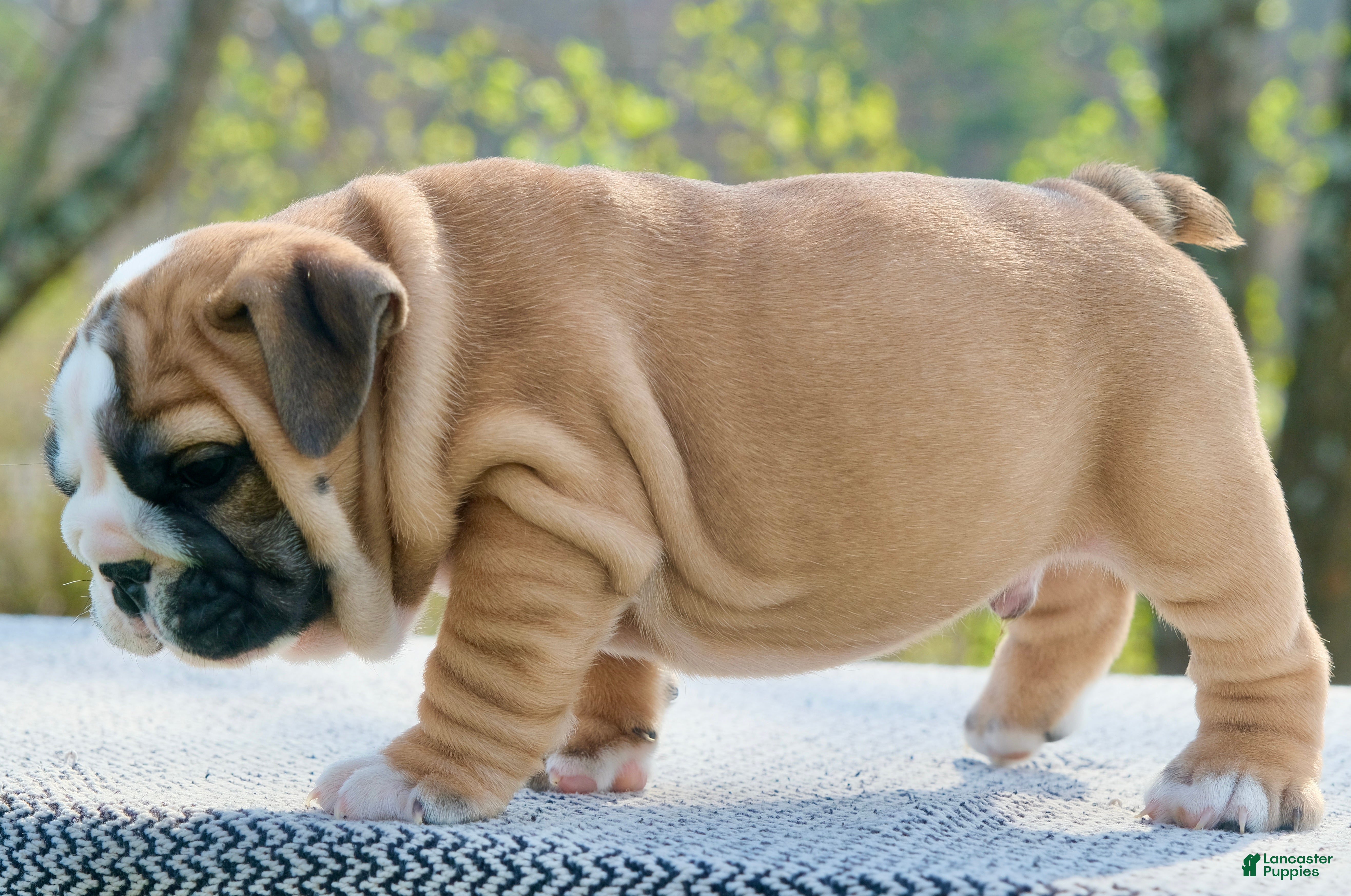 English Bulldog dogs Max - Ad 2