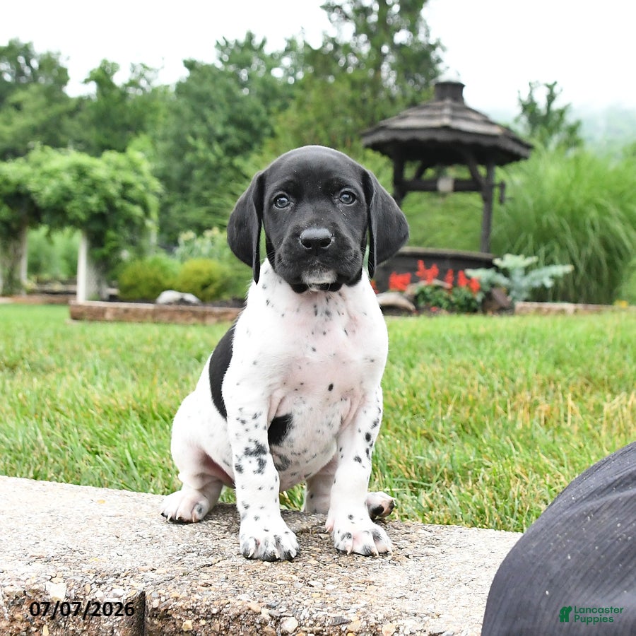 German Shorthaired Pointer dogs Holly - Ad 2