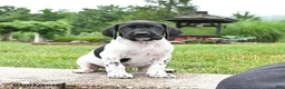 German Shorthaired Pointer dogs for sale: Holly - Ad 2