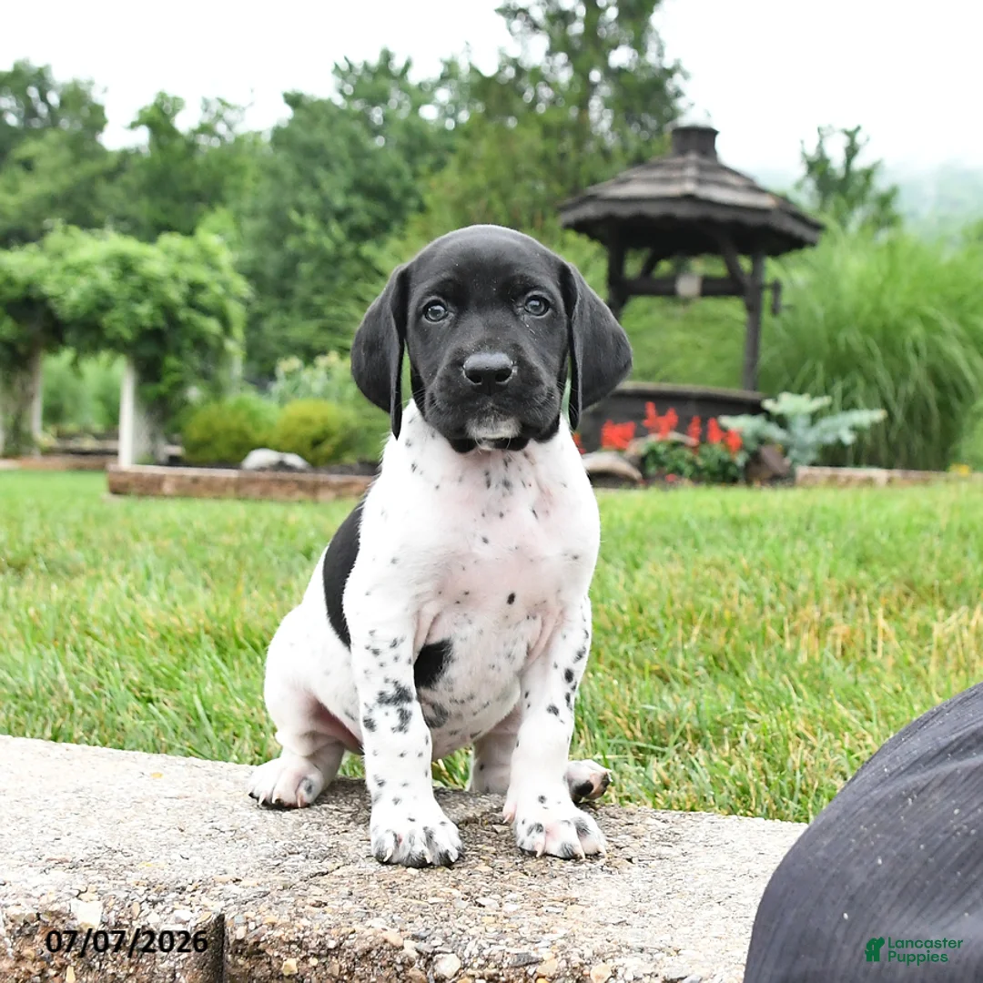 German Shorthaired Pointer dogs for sale: Holly - Ad 2