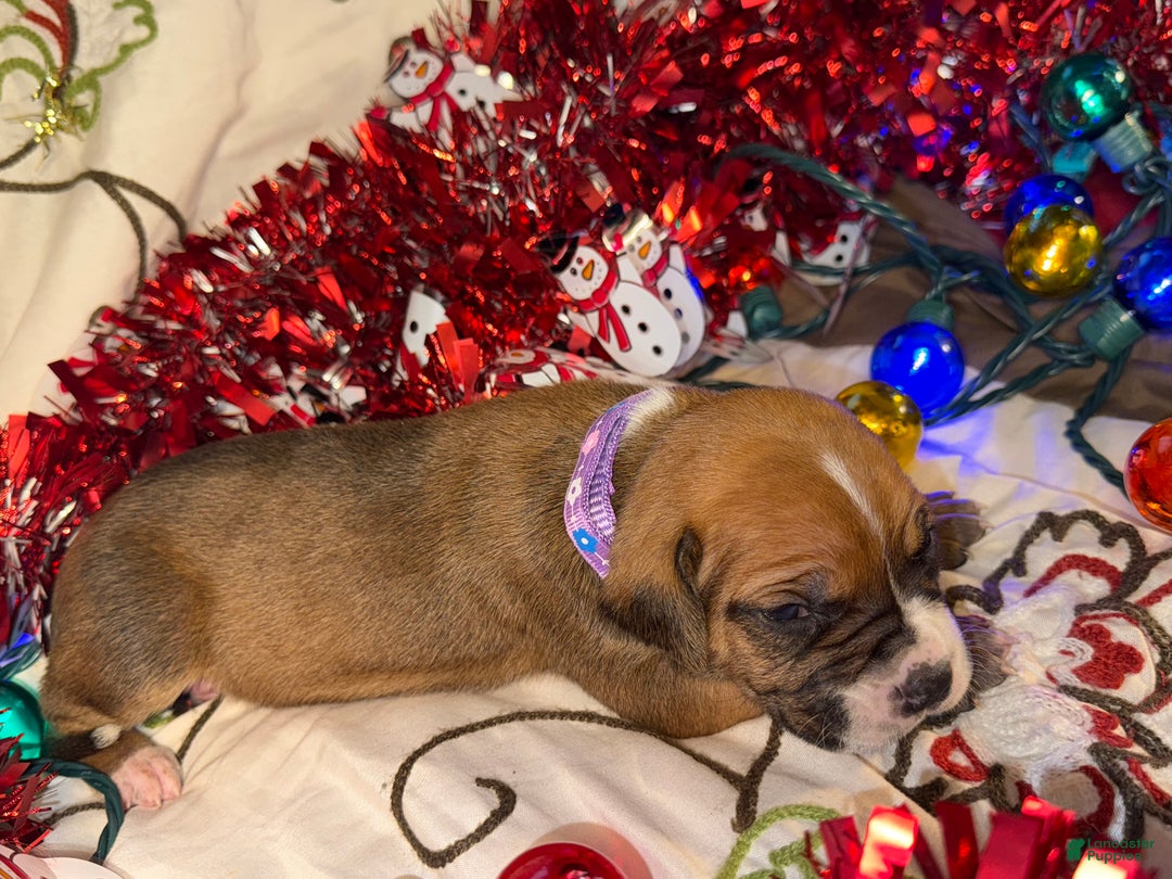 Mixed Breed dogs for sale: Puffball - Ad 18