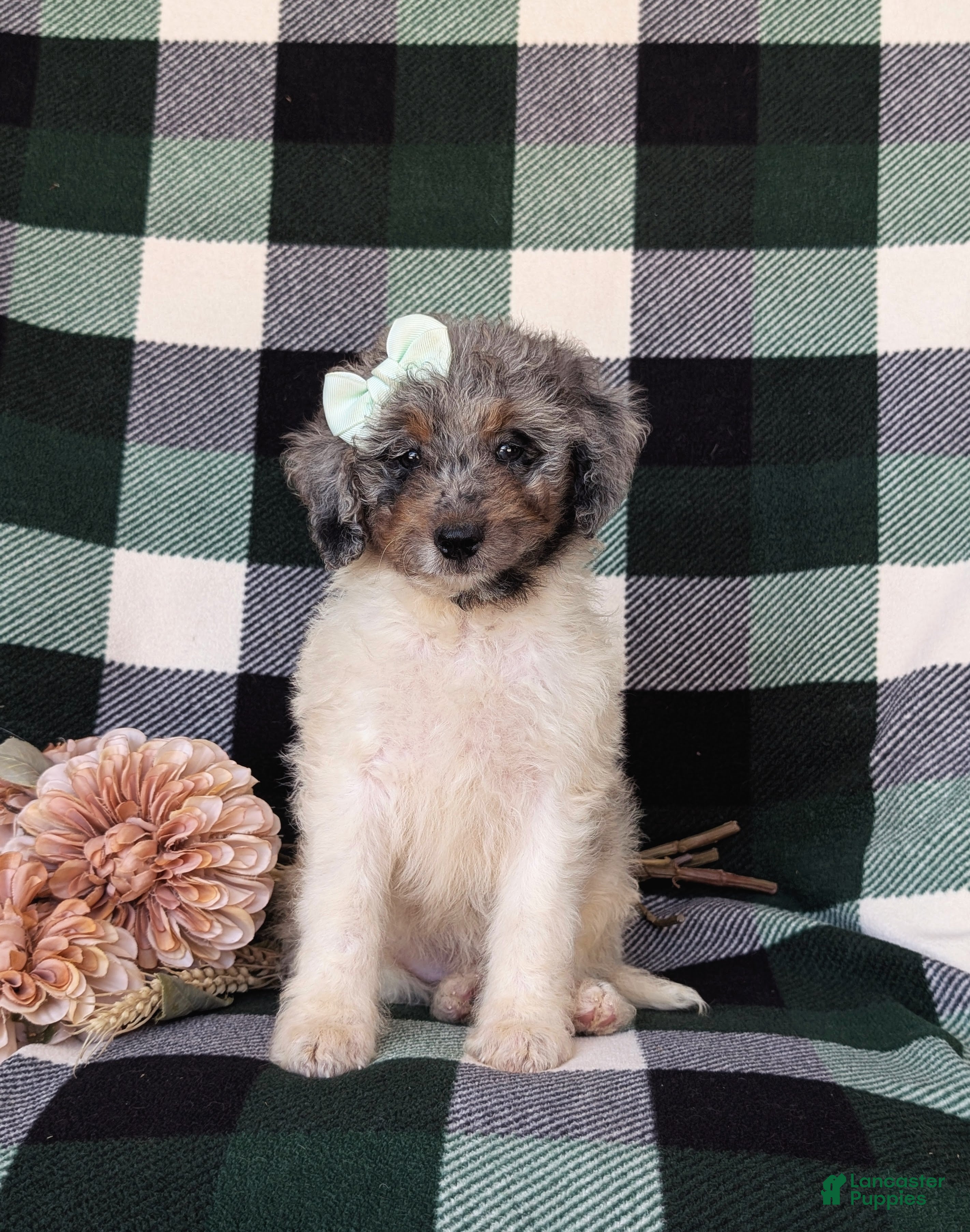 Mini Bernedoodle dogs Genna Hypoallergenic - Ad 2