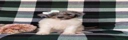 Mini Bernedoodle dogs for sale: Genna Hypoallergenic - Ad 2