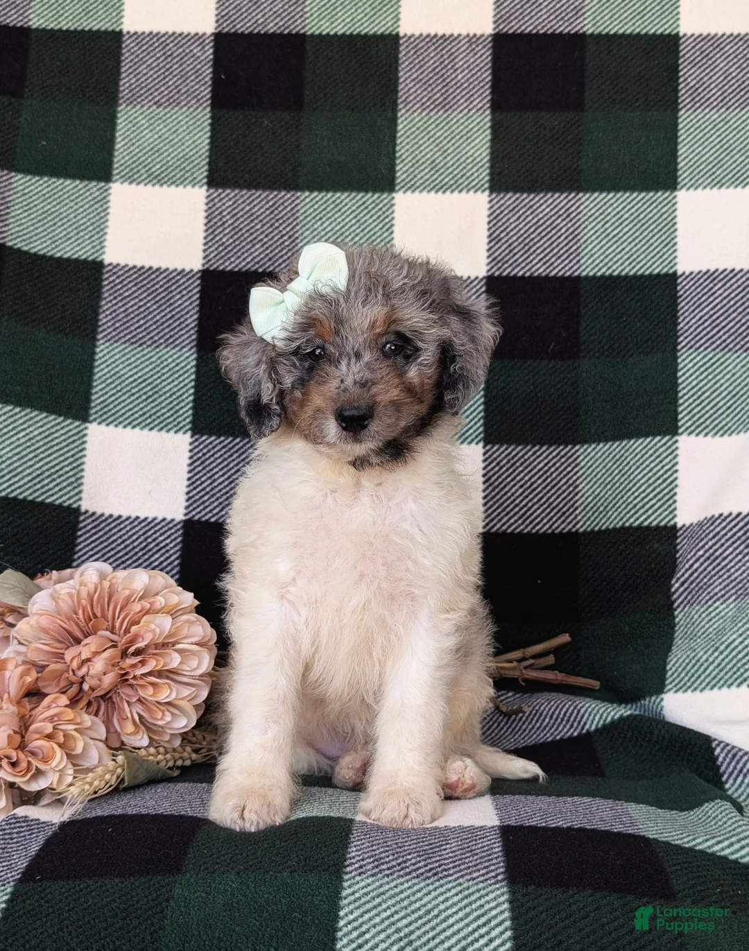 Mini Bernedoodle dogs for sale: Genna Hypoallergenic - Ad 2