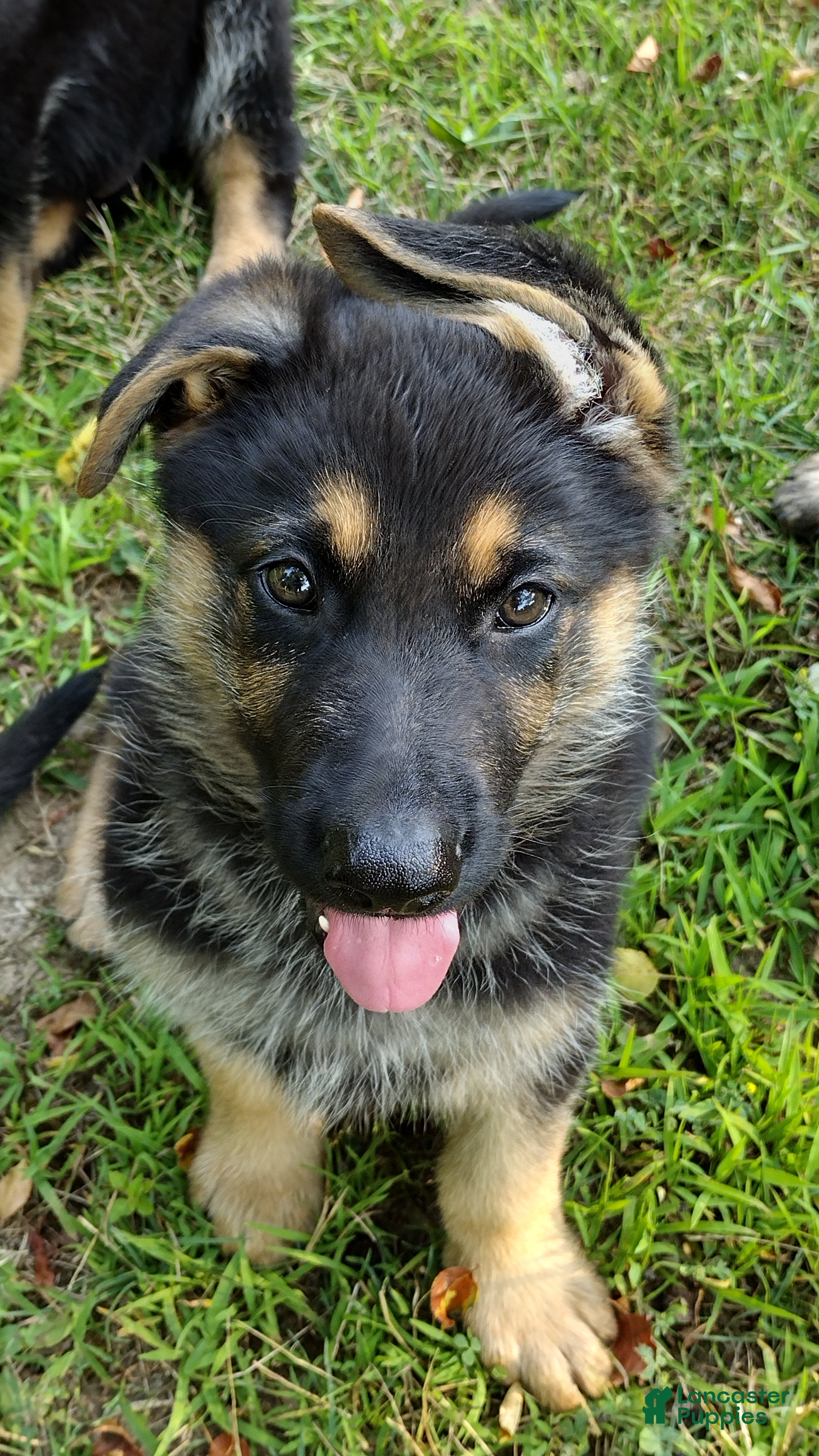 German Shepherd dogs Yogi the little bear AKC - Ad 2