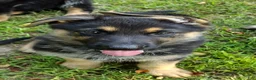 German Shepherd dogs for sale: Yogi the little bear AKC - Ad 2