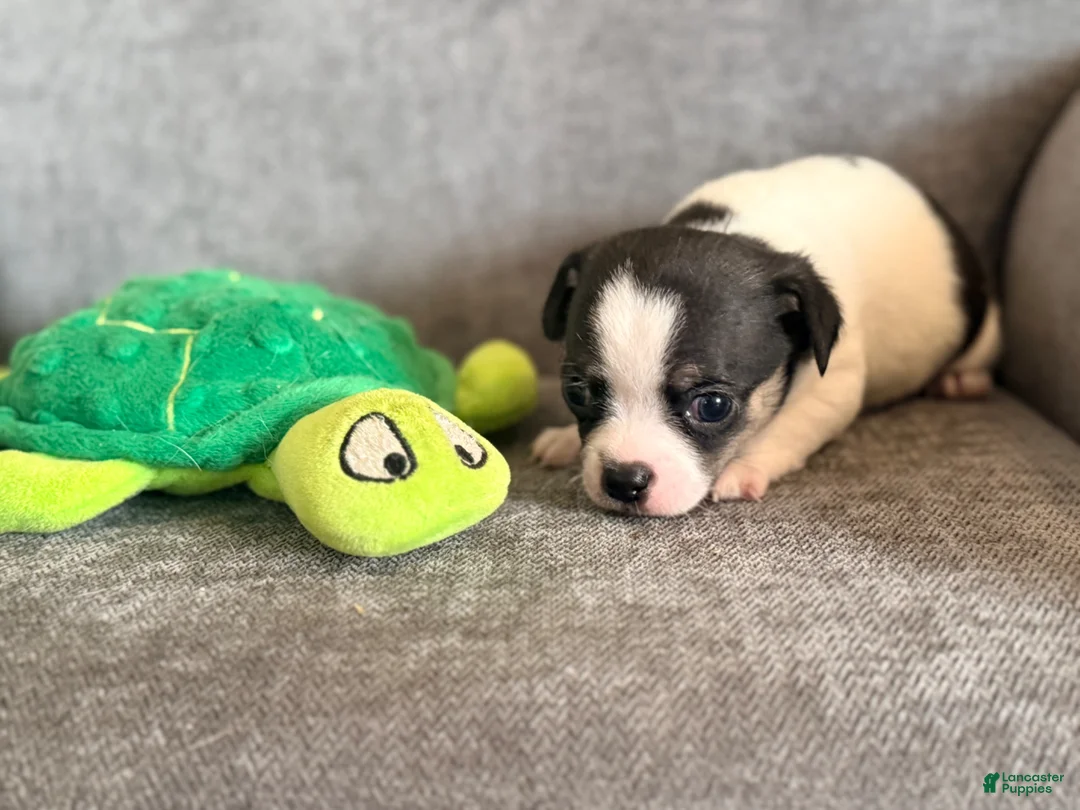 Chihuahua dogs for sale: Cole - Ad 2