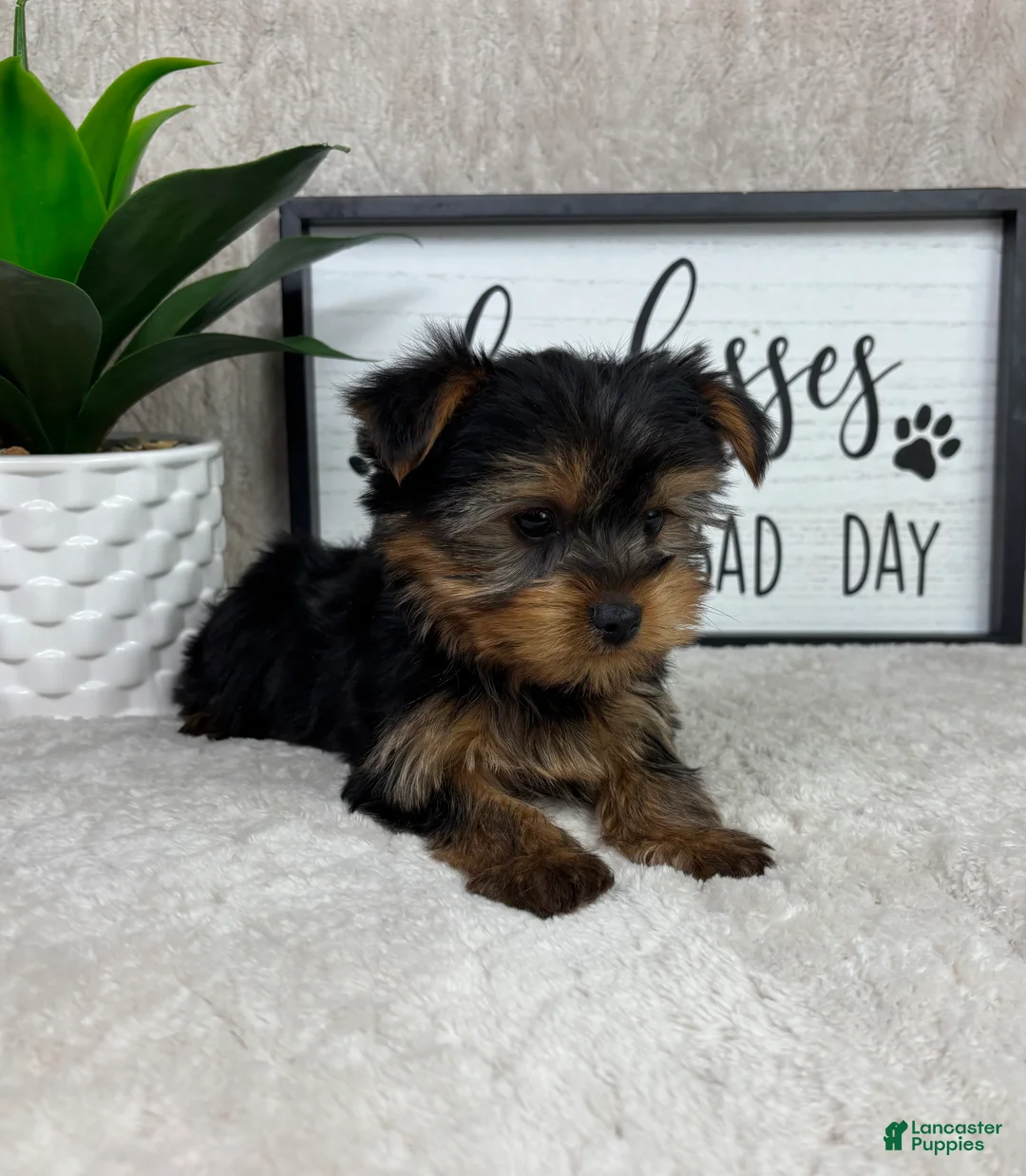 Yorkshire Terrier dogs for sale: Timmy - Ad 2