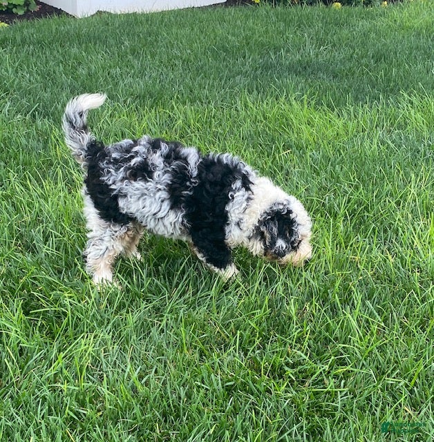 Mini Bernedoodle dogs Bruno- medium - Ad 2