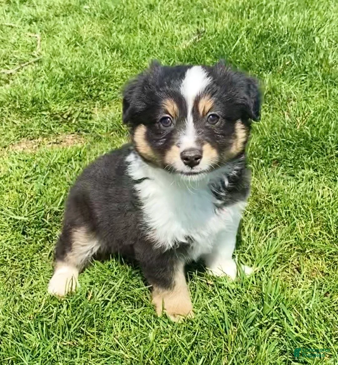 Mixed Breed dogs for sale: Rocky - Ad 2