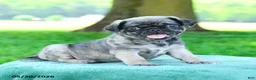 Pug dogs for sale: Arthur - Ad 2