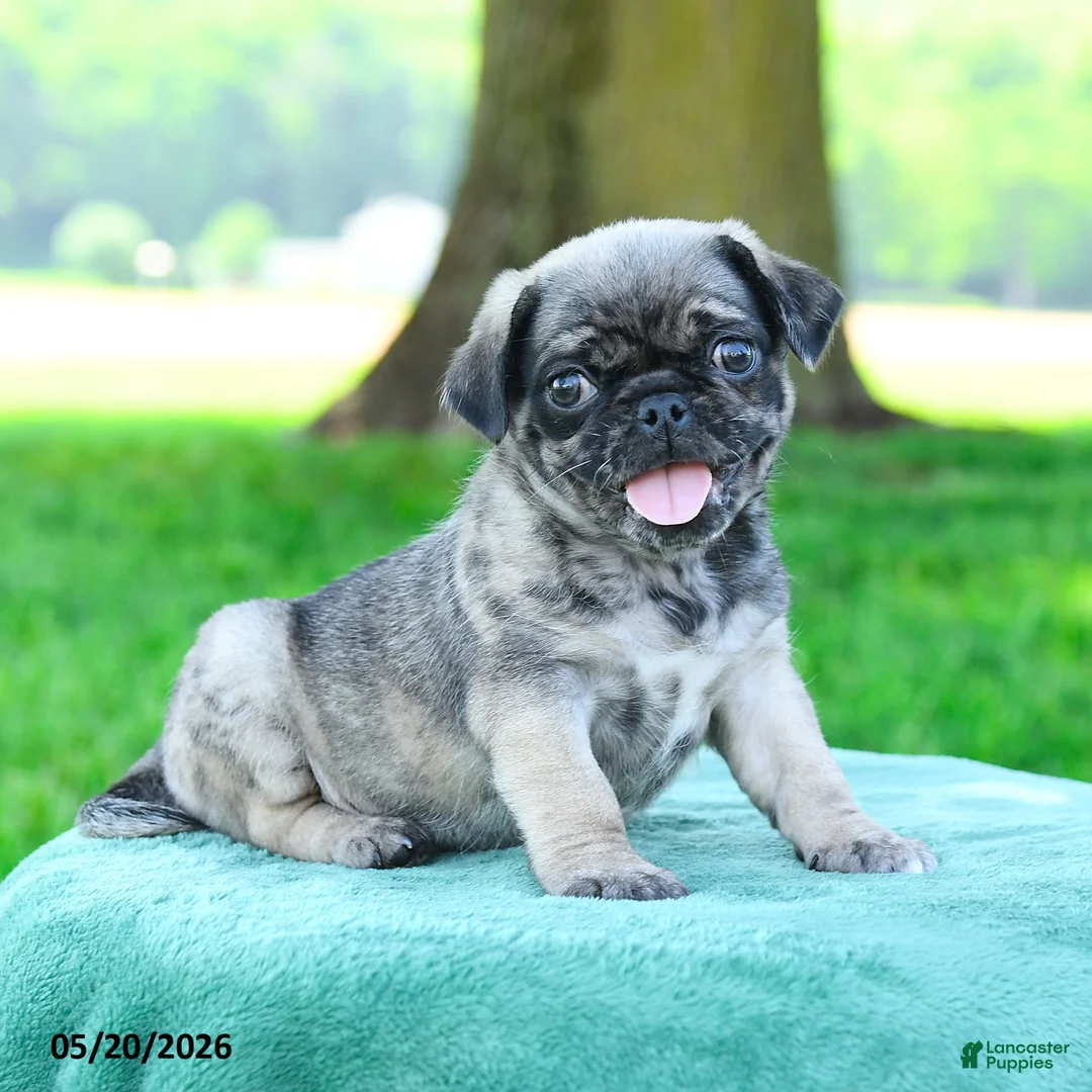 Pug dogs for sale: Arthur - Ad 2
