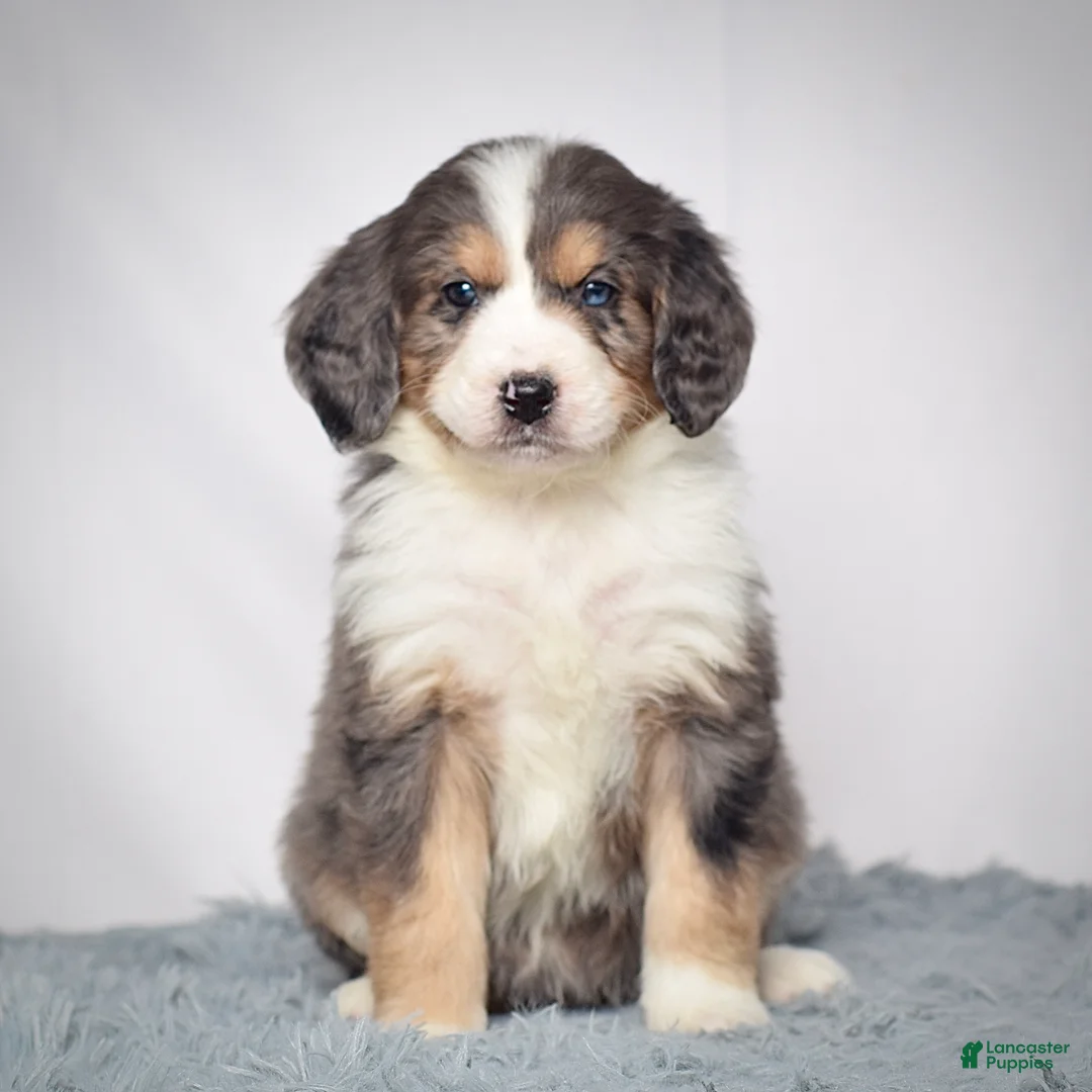 Bernedoodle dogs for sale: Ms. Venus - Ad 1