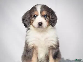 Bernedoodle dogs Ms. Venus - Ad 5