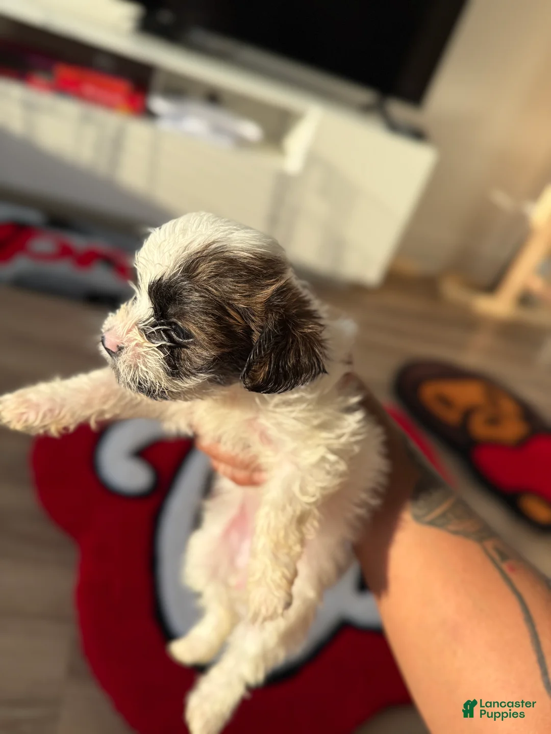Shorkie dogs for sale: Shorkie 5 - Ad 2