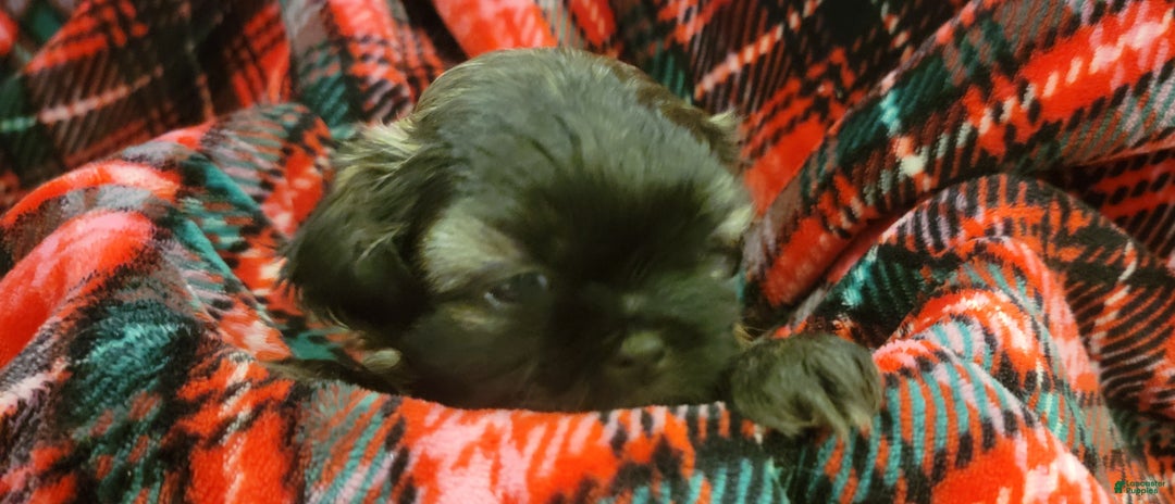 Shih Tzu dogs for sale: COOPER, Shih Tzu, Male, 10 weeks, AKC Champion Blood Line - Ad 19