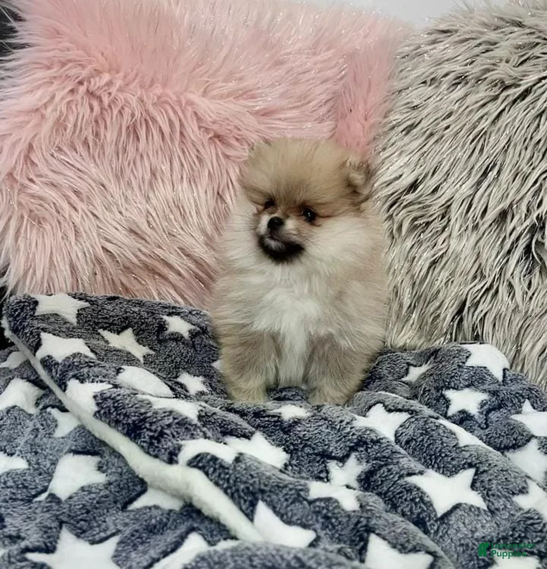 Pomeranian dogs for sale: Max - Ad 17