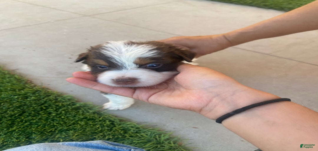 Gallery Image {{count}}