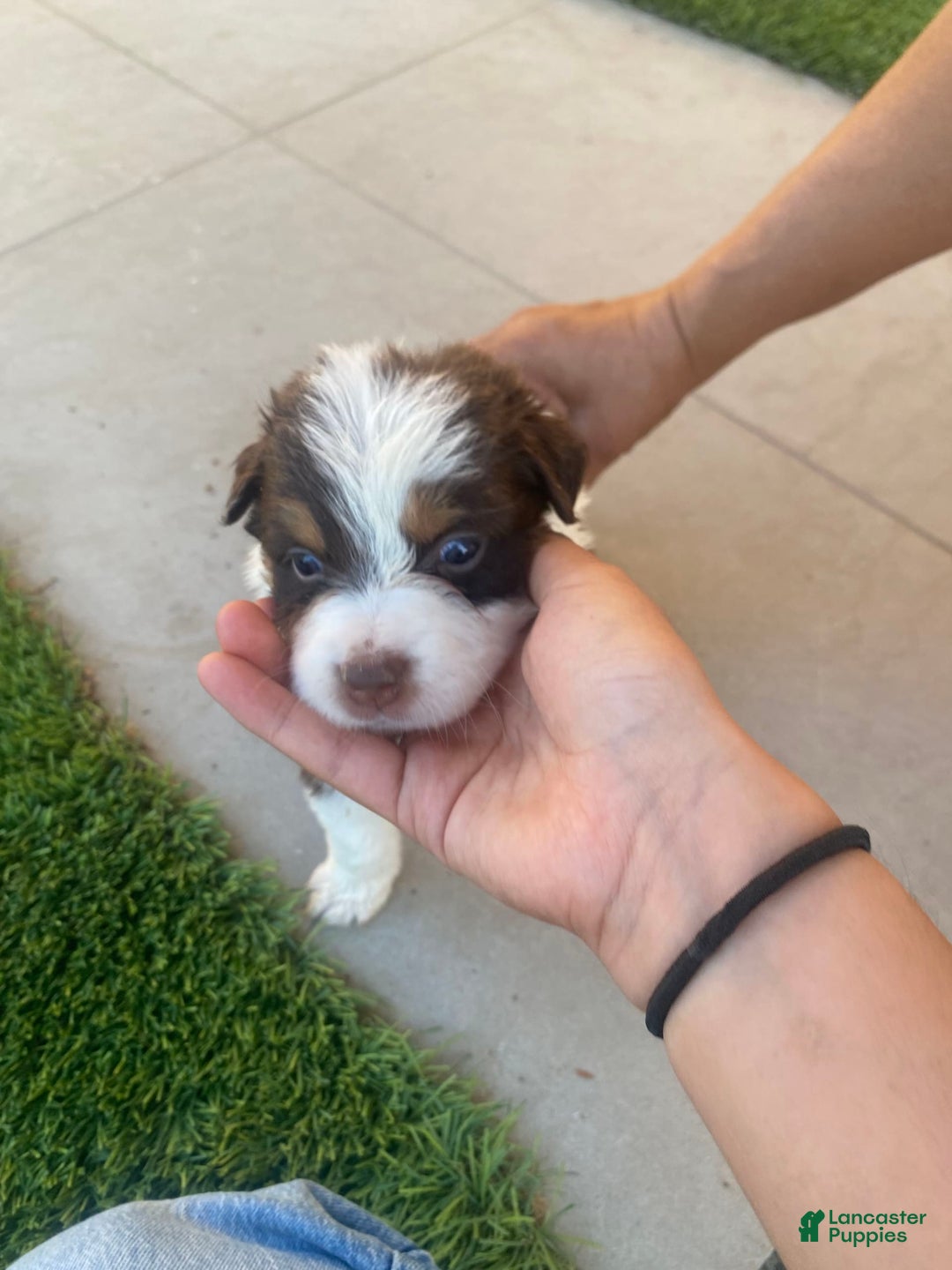 Gallery Image {{count}}