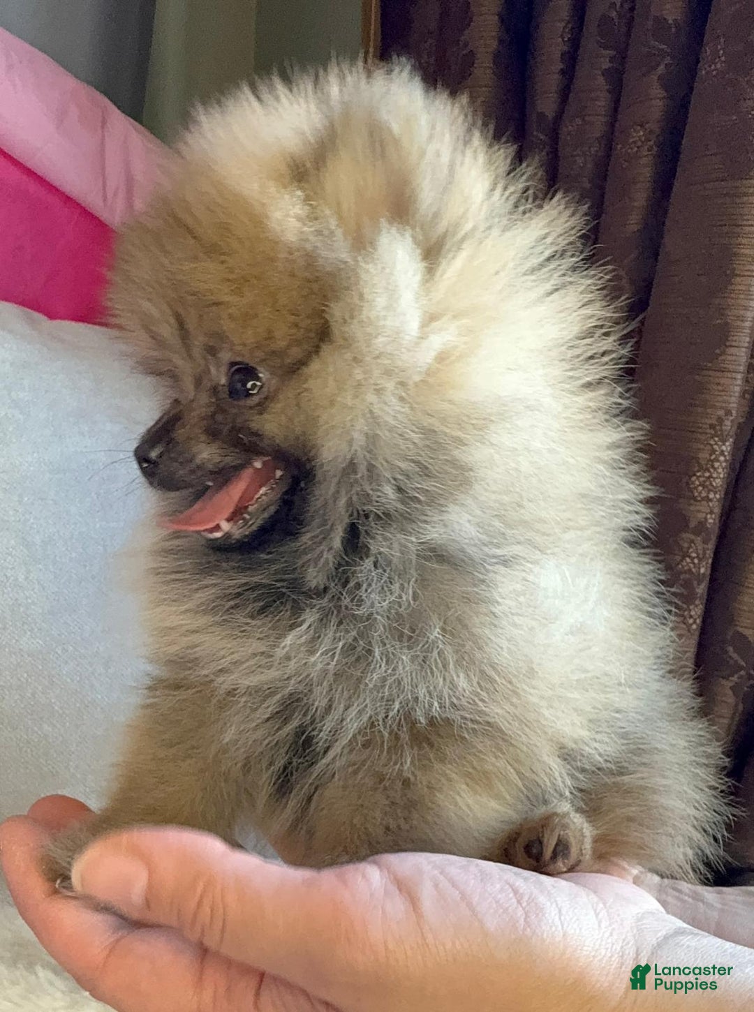 Pomeranian dogs for sale: Pomeranian Puppy tea cup Lulu  - Ad 9