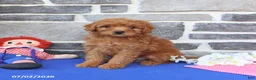 Mini Goldendoodle dogs for sale: Chloe - Ad 3