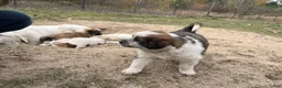 Mixed Breed dogs for sale: Ziggy - Ad 3