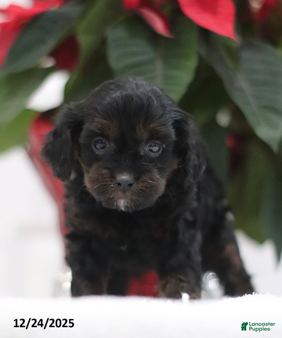 Cavapoo dogs for sale: Ava  - Ad 1