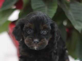 Cavapoo dogs Ava - Ad 32