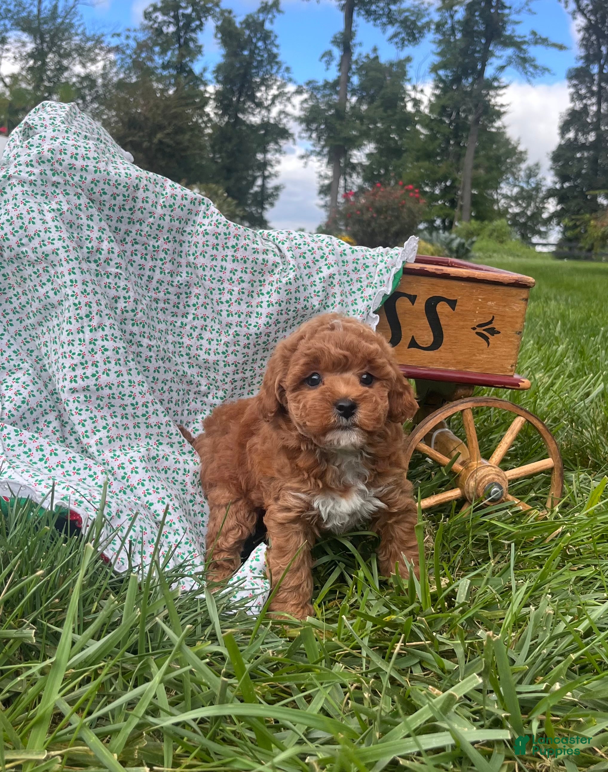 Miniature Poodle dogs Clover❤️akc Genetic Tested - Ad 1