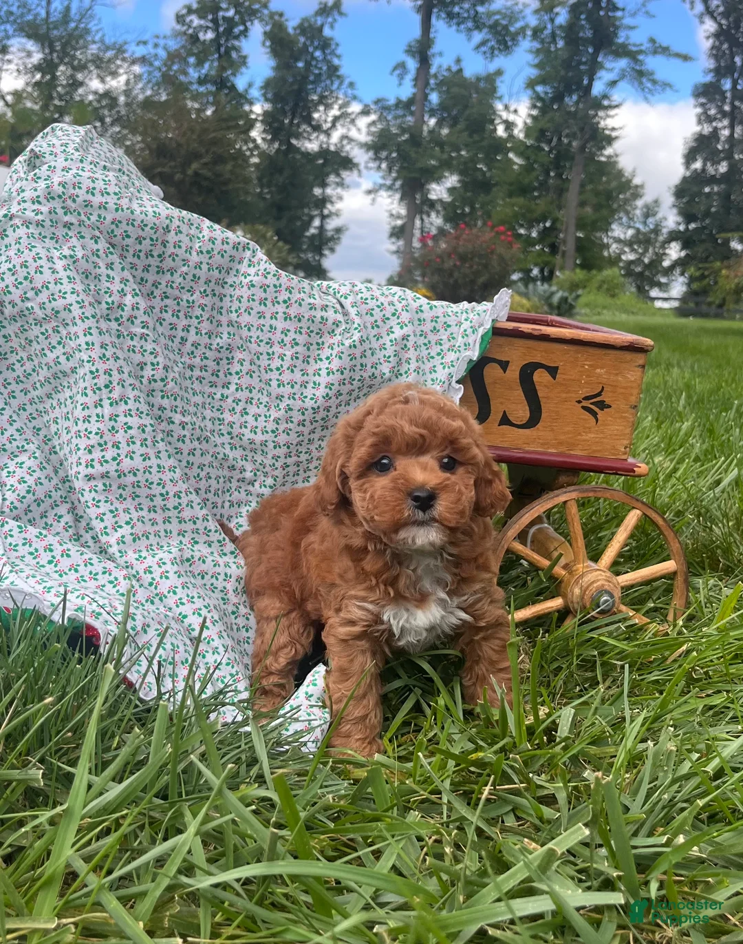 Miniature Poodle dogs for sale: Clover❤️akc Genetic Tested - Ad 1