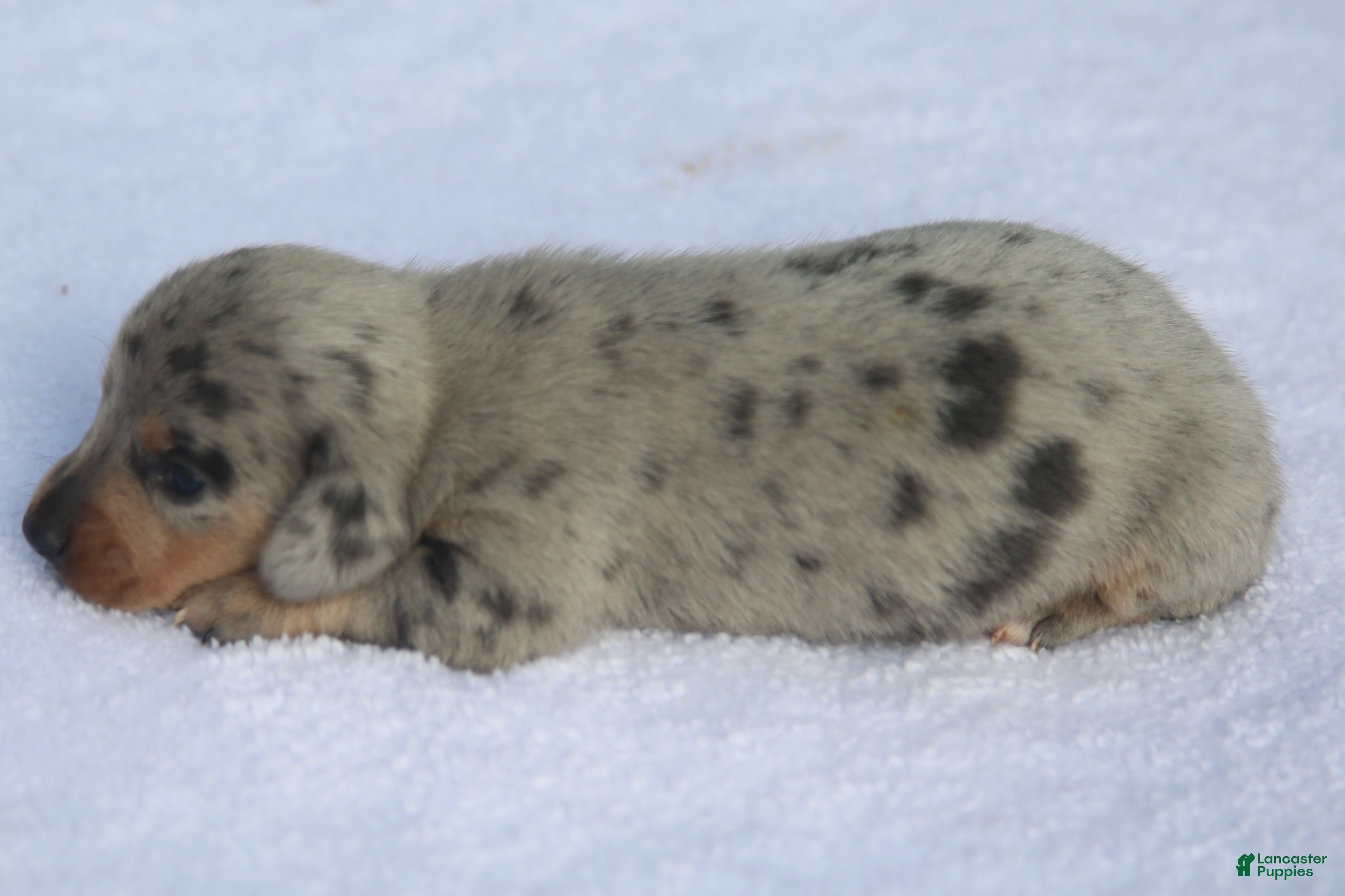 Dachshund dogs Reverse Blue and Tan Dapple Male  - Ad 2